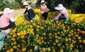 智慧物流运安远县农业“出山”：机器人送货，蔬菜搭“绳”