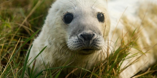 无人机、热传感器提供精确的英国灰海豹普查