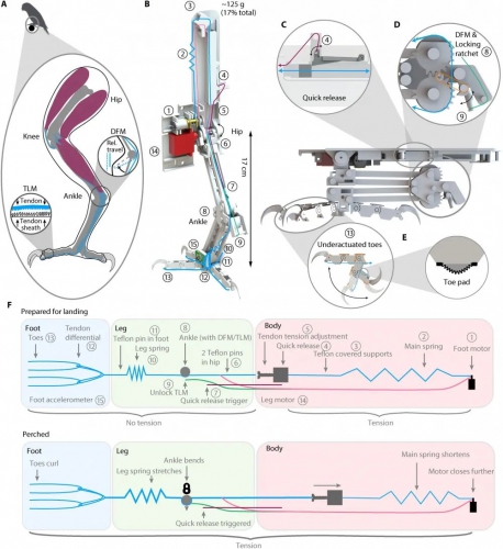 工程师创造栖息鸟状机器人