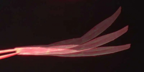 以光为动力的软体机器人可以吸走溢出的石油