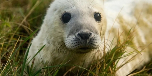 无人机、热传感器提供精确的英国灰海豹普查