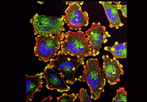镁伽  活细胞成像平台