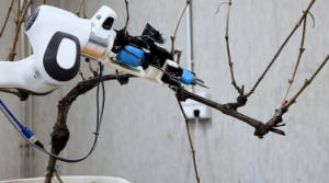 意大利理工学院和皮亚琴察天主教大学的一项实验将机器人带到了葡萄园