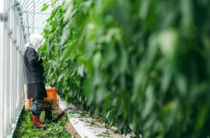 日本AGRIST公司开发农业收割机器人可远程控制