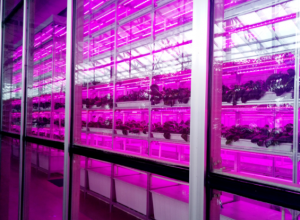 中农绿源  植物工厂