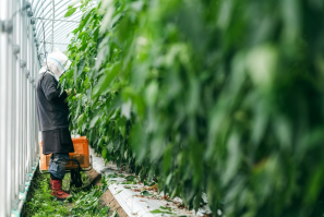 日本公司开发遥控收割机器人致力智慧农业