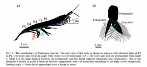 RoboKrill：一种受甲壳类动物启发的海洋探索游泳机器人