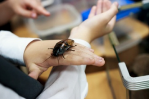 巨型机器人蟑螂可能是最好的搜索和救援机器