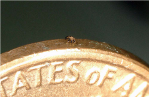 研究人员创造了半毫米宽的步行机器人