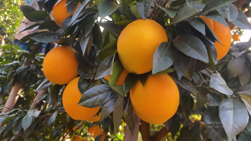这有一份柑橘全程呵护指南，请您查收！