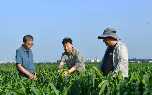 “农技下乡+植保无人机”助力秋作物丰产