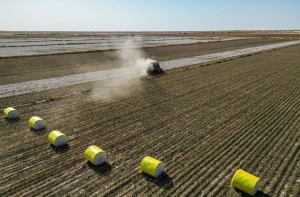 超级棉田第三季迎丰收，用降本增效开启复制加速度