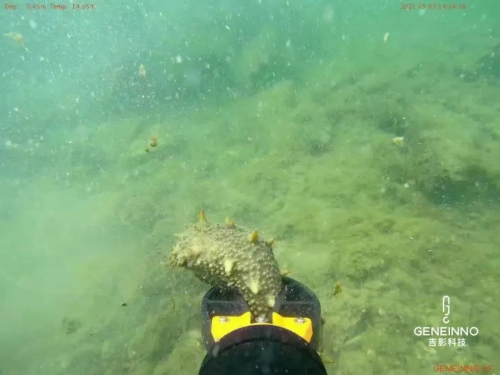 抓花蟹、捕龙虾、捞海参......吉影科技水下智能机器人“入海寻鲜”