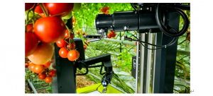 机器人可帮助番茄农场主解决以色列的农业危机