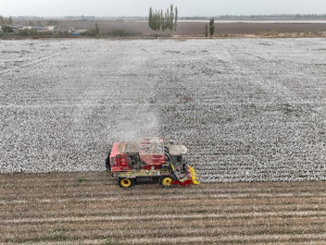 中国新疆棉花机器人助力机械化达97%