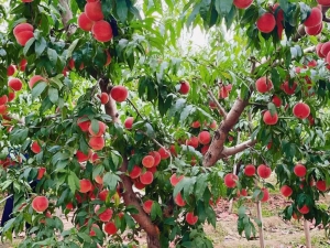 极飞科技赋能平谷，共建数智果园