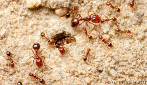 仿生“机器人大脑”：在没有 GPS 的世界里找到路