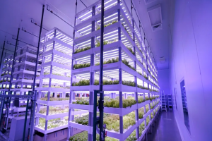 Ai驱动的草莓工厂：Agroz室内种植并引入人形机器人运维