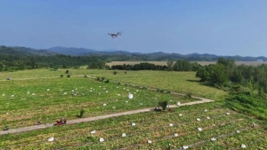无人机化身“空中挑夫”　助力50万斤南瓜出山